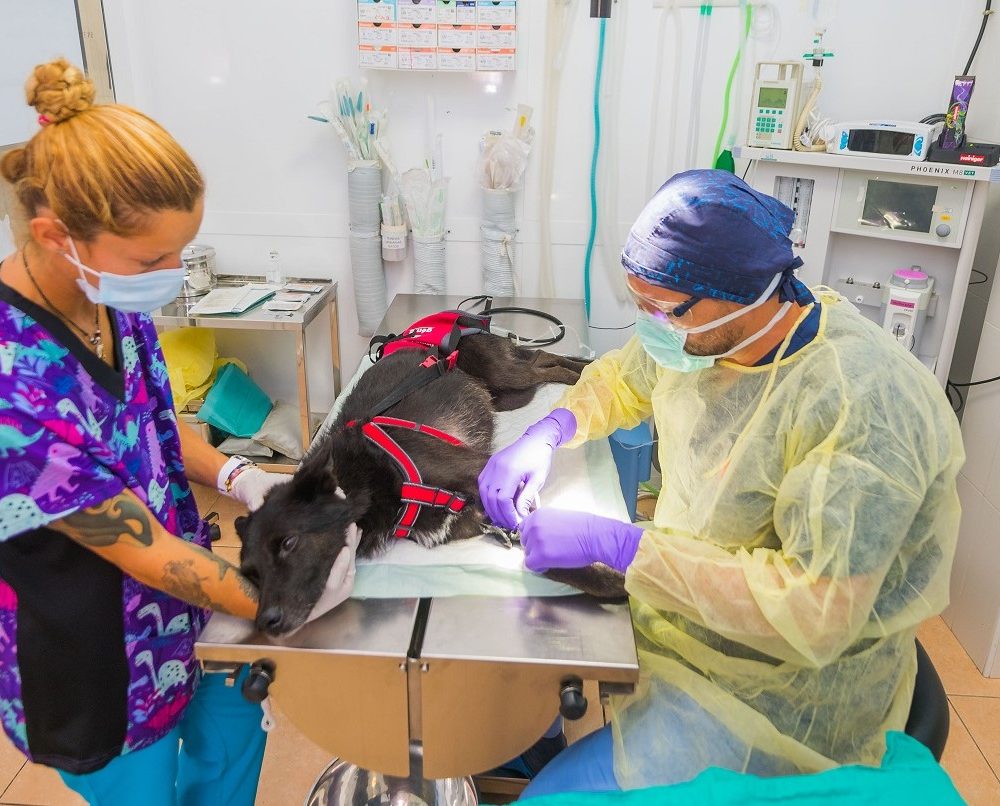 Continuamos en el proceso de incorporar clínicas a la familia VetPartners en España