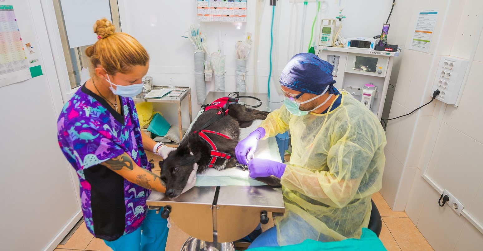 Continuamos en el proceso de incorporar clínicas a la familia VetPartners en España